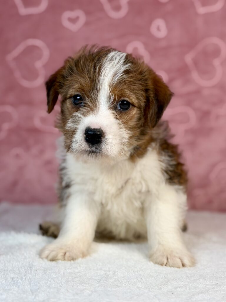 jack russell terrier szorstkowłosy