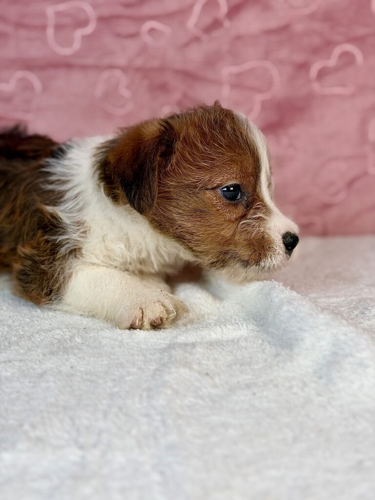 jack russell terrier szorstkowłosy