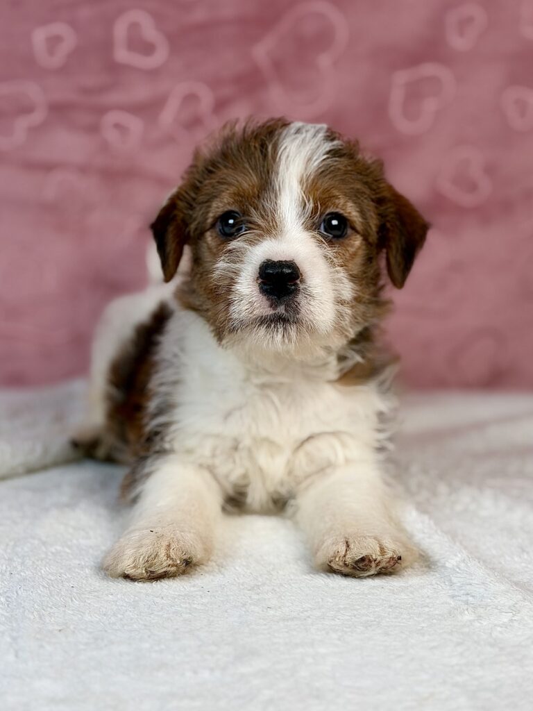 jack russell terrier szorstkowłosy