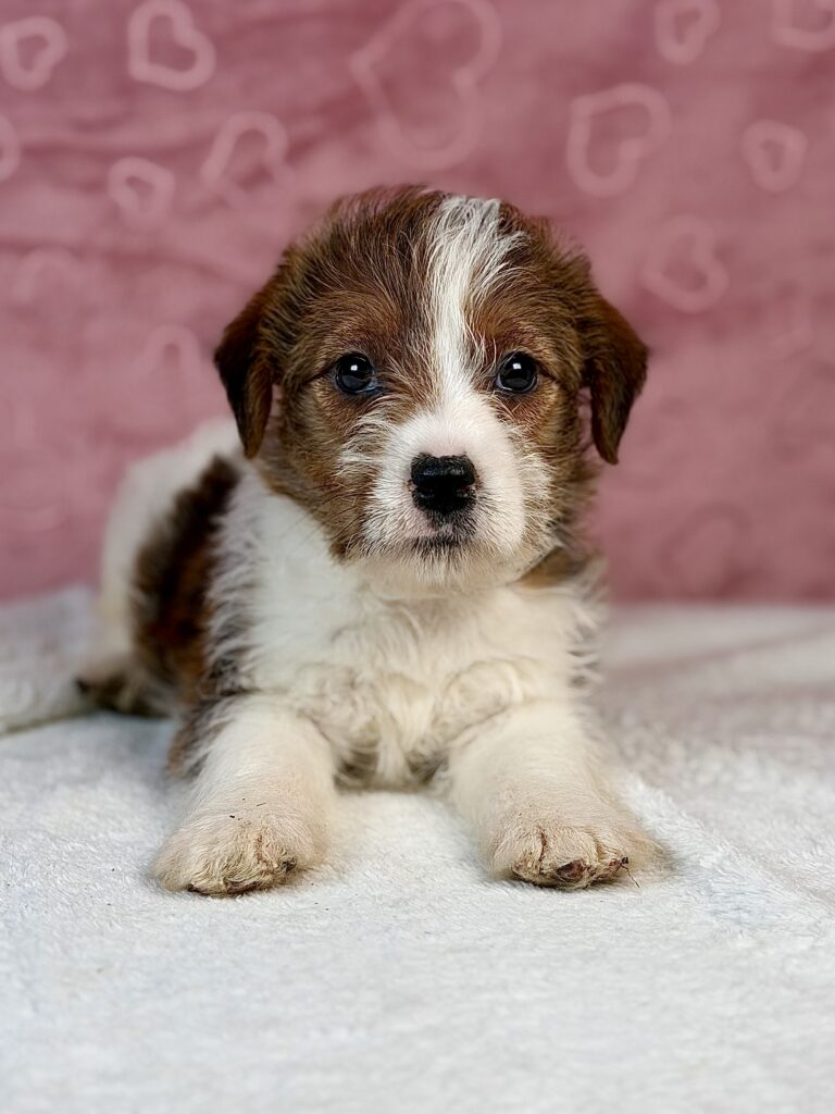 jack russell terrier szorstkowłosy