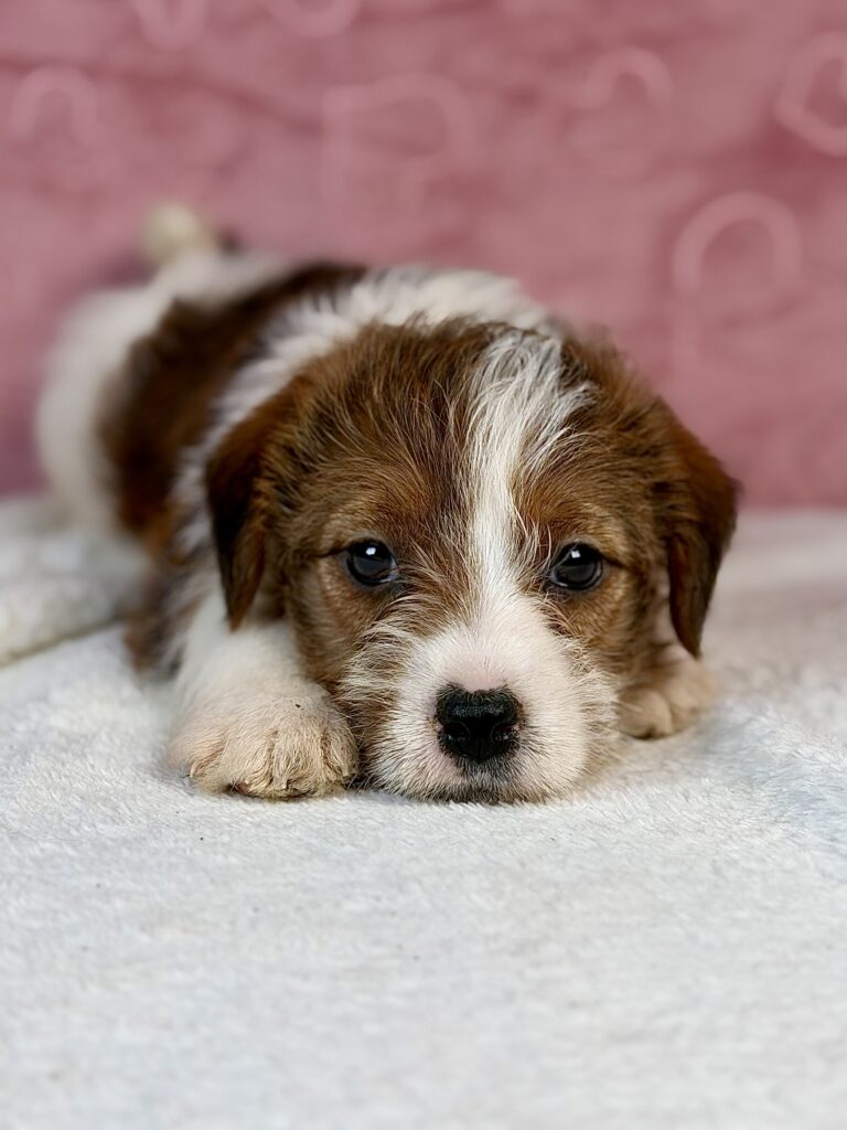 jack russell terrier szorstkowłosy