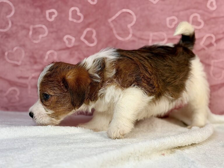 jack russell terrier szorstkowłosy