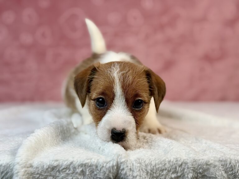 jack russell terrier szorstkowłosy