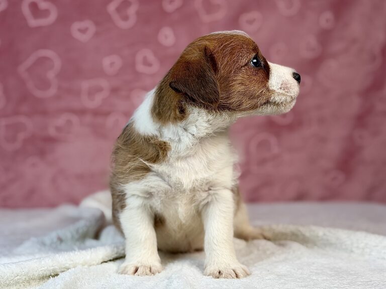 jack russell terrier szorstkowłosy