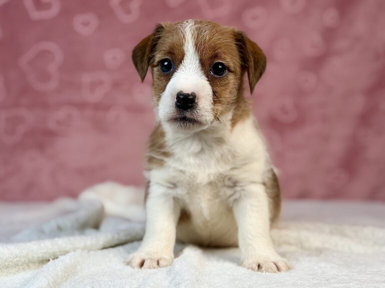 jack russell terrier szorstkowłosy