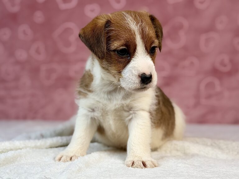 jack russell terrier szorstkowłosy