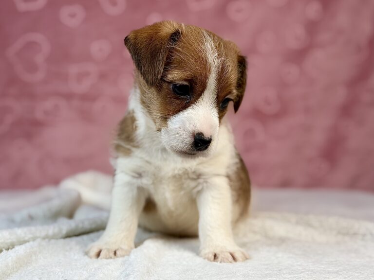 jack russell terrier szorstkowłosy