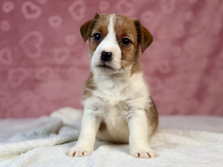 jack russell terrier szorstkowłosy