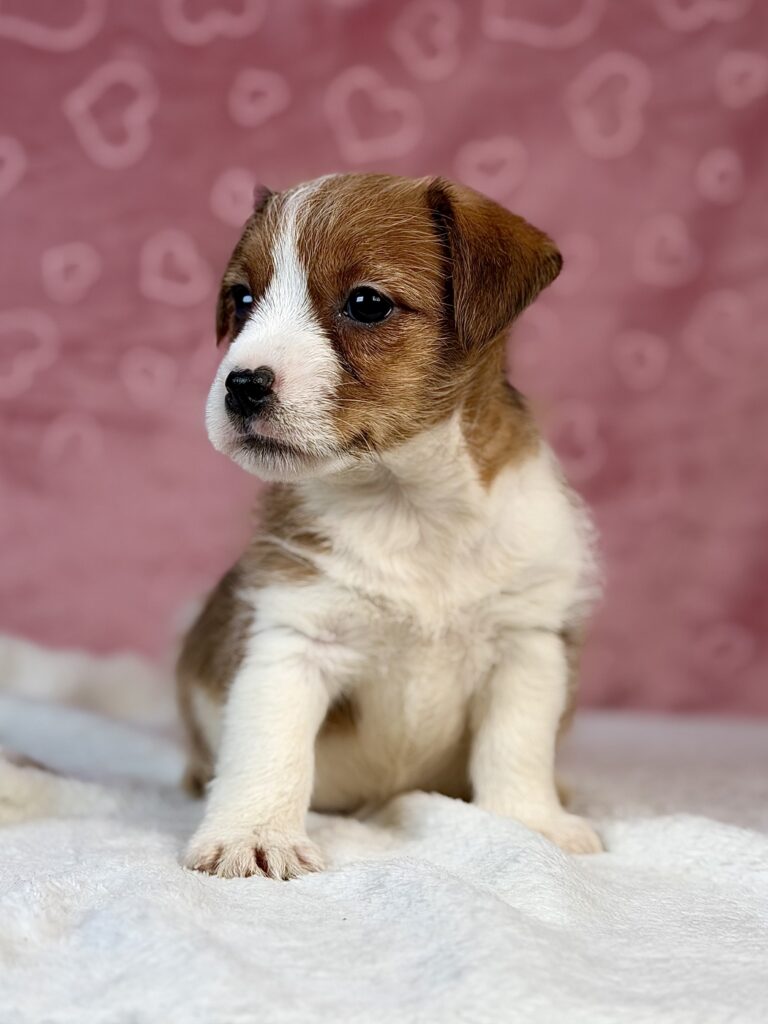 jack russell terrier szorstkowłosy