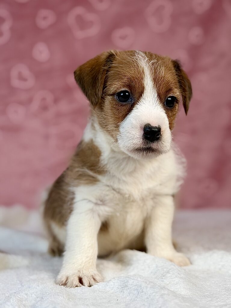 jack russell terrier szorstkowłosy