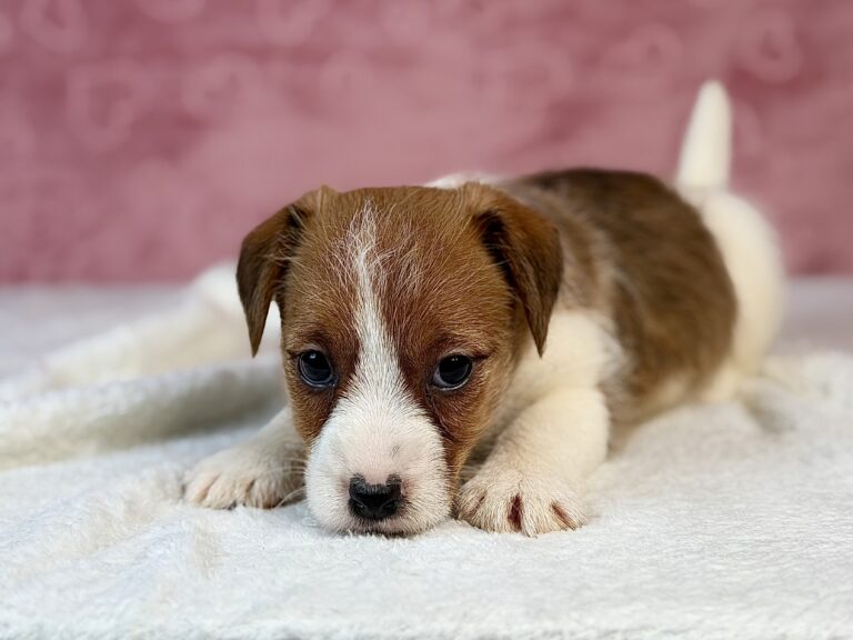 jack russell terrier szorstkowłosy