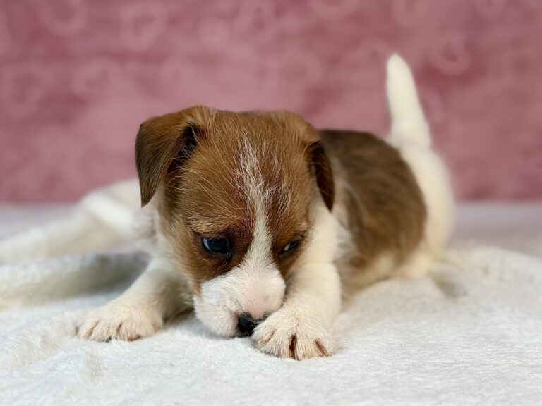 jack russell terrier szorstkowłosy
