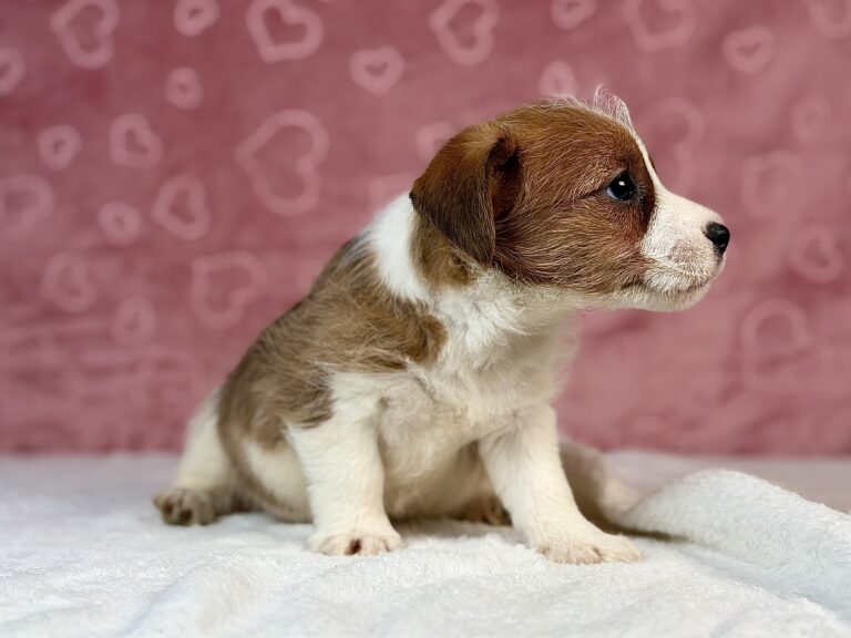 jack russell terrier szorstkowłosy