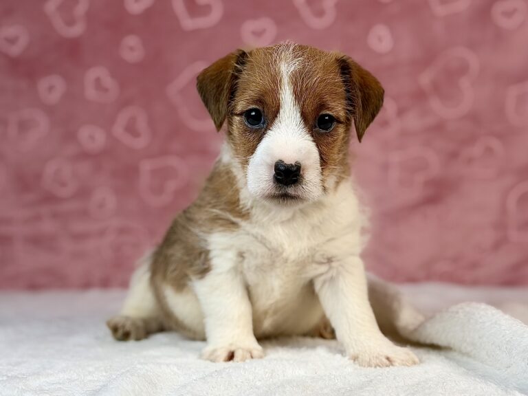 jack russell terrier szorstkowłosy