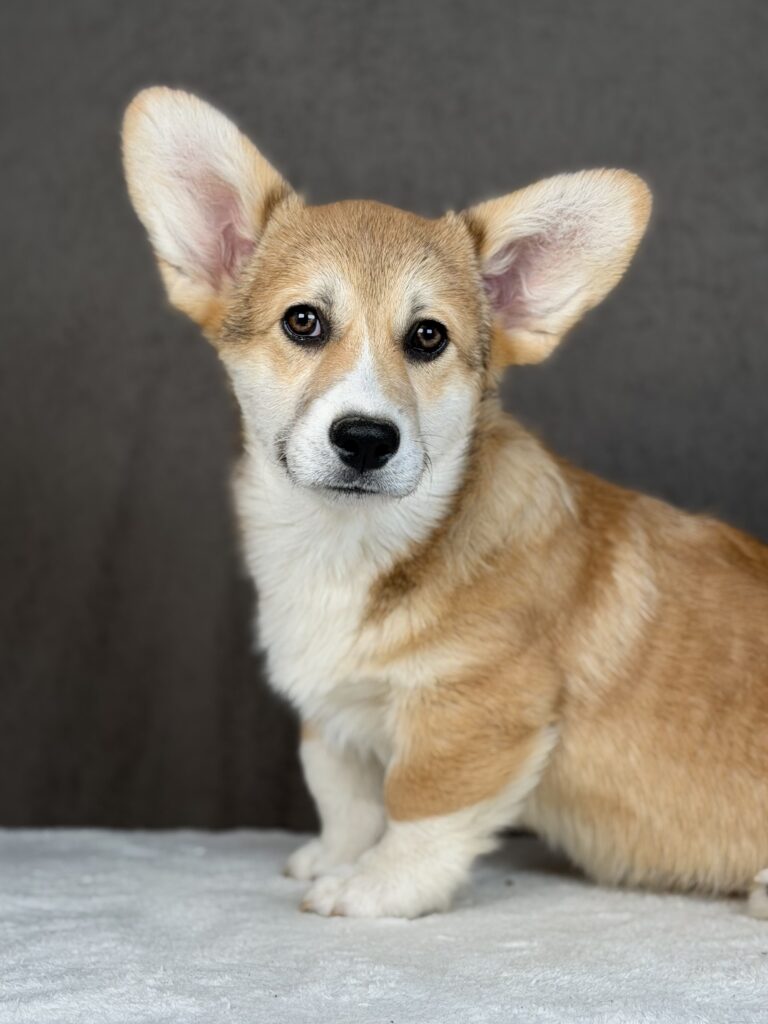 szczeniak Welsh Corgi Pembroke