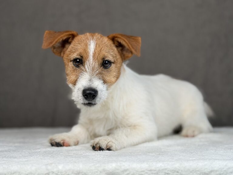 szczeniaki Jack Russell terrier