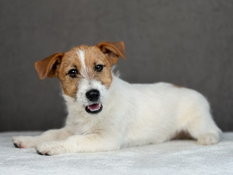 szczeniaki Jack Russell terrier
