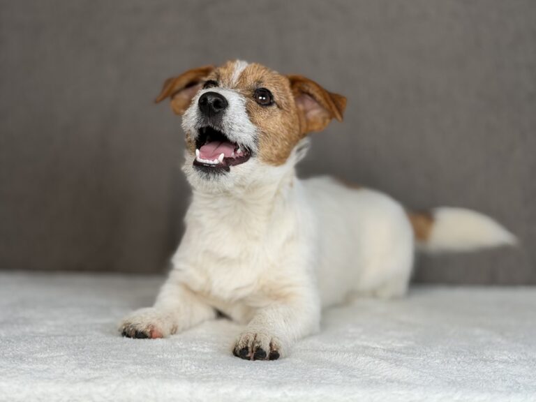 szczeniaki Jack Russell terrier