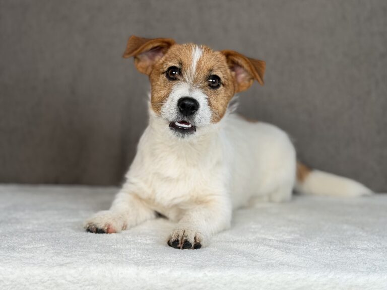 szczeniaki Jack Russell terrier