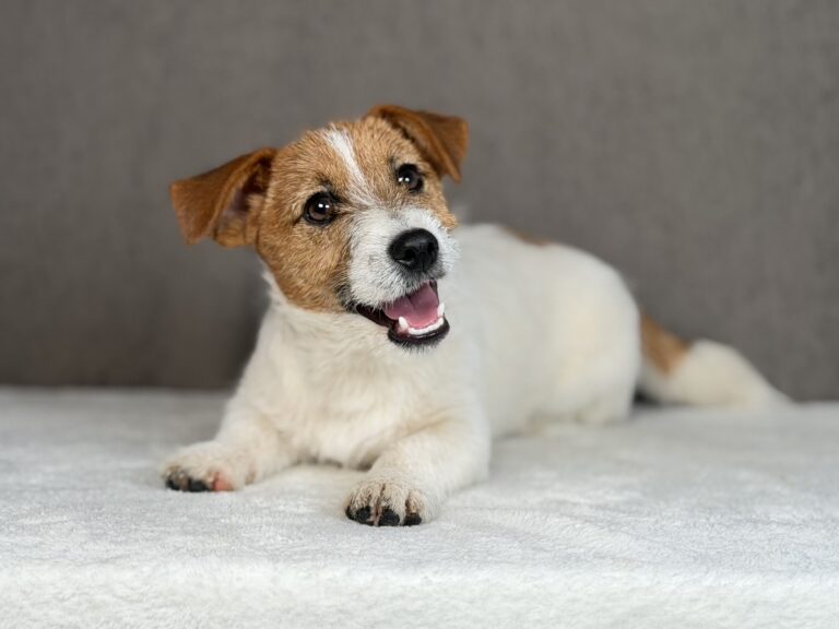 szczeniaki Jack Russell terrier