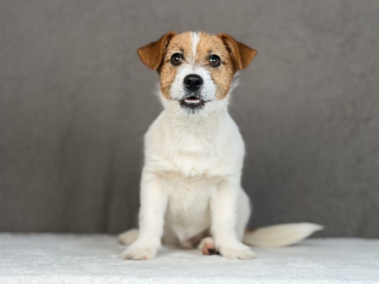 szczeniaki Jack Russell terrier
