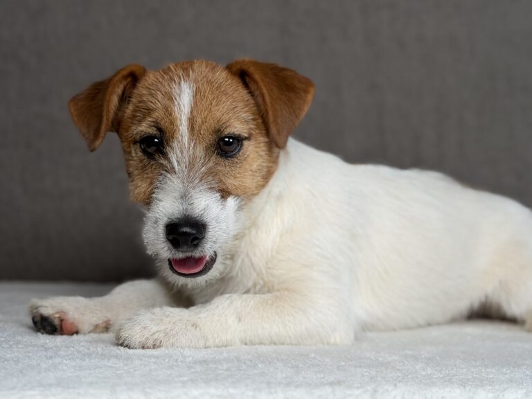 szczeniaki Jack Russell terrier
