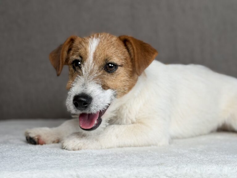 szczeniaki Jack Russell terrier