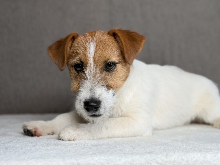 szczeniaki Jack Russell terrier