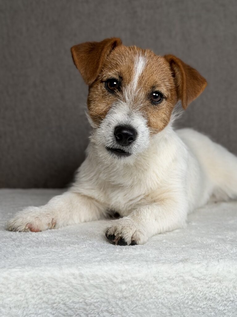 szczeniaki Jack Russell terrier