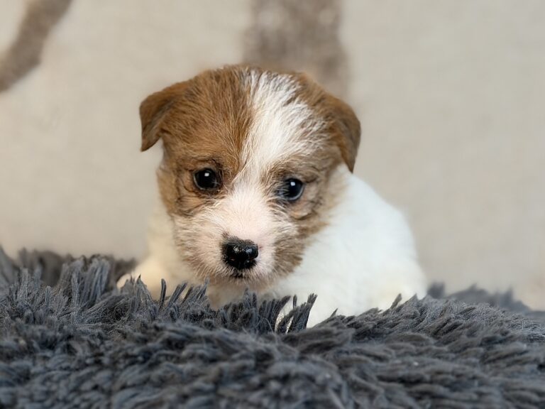 suczka Jack Russell terrier szorstkowłosa