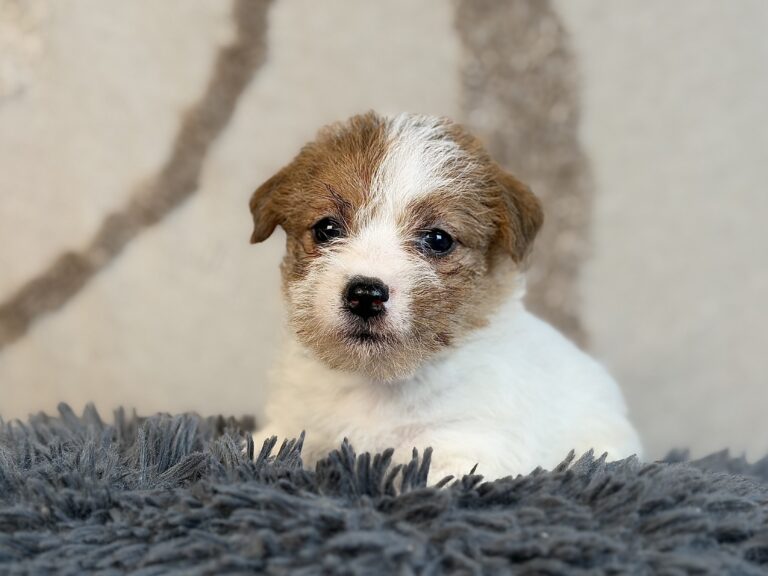 suczka Jack Russell terrier szorstkowłosa