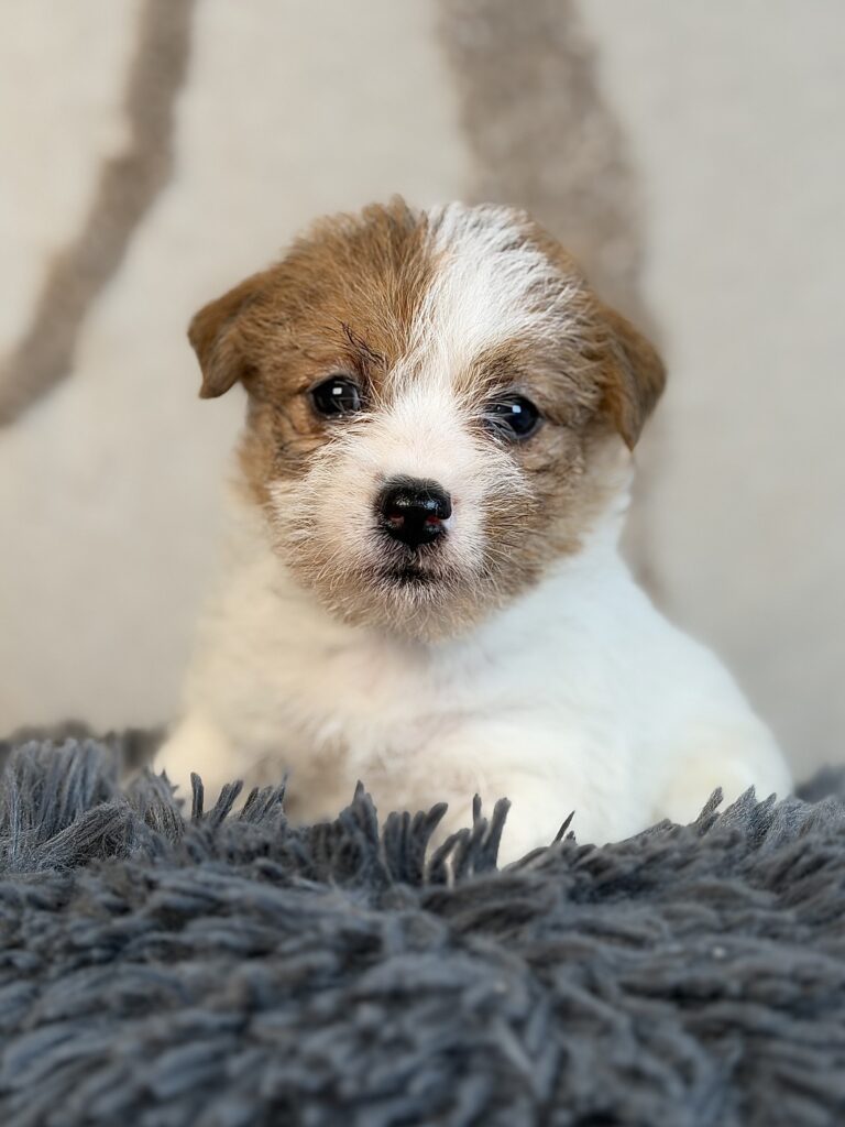 suczka Jack Russell terrier szorstkowłosa