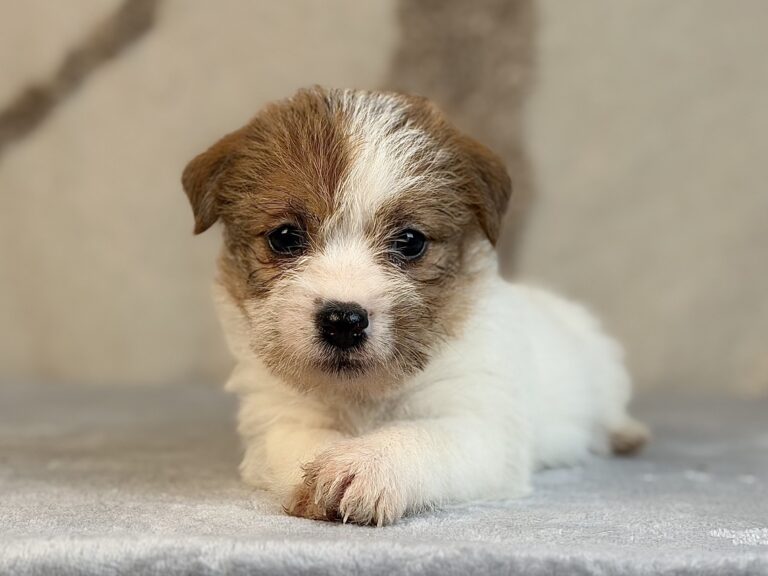 suczka Jack Russell terrier szorstkowłosa