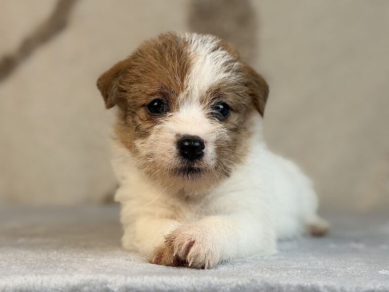 suczka Jack Russell terrier szorstkowłosa