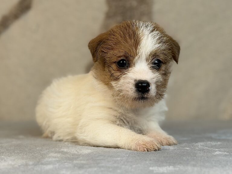 suczka Jack Russell terrier szorstkowłosa