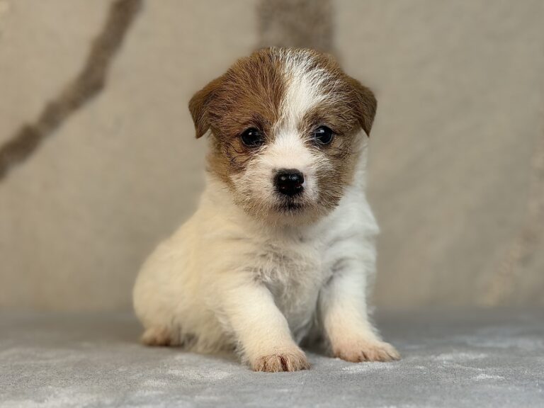 suczka Jack Russell terrier szorstkowłosa