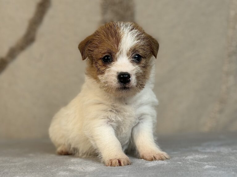 suczka Jack Russell terrier szorstkowłosa