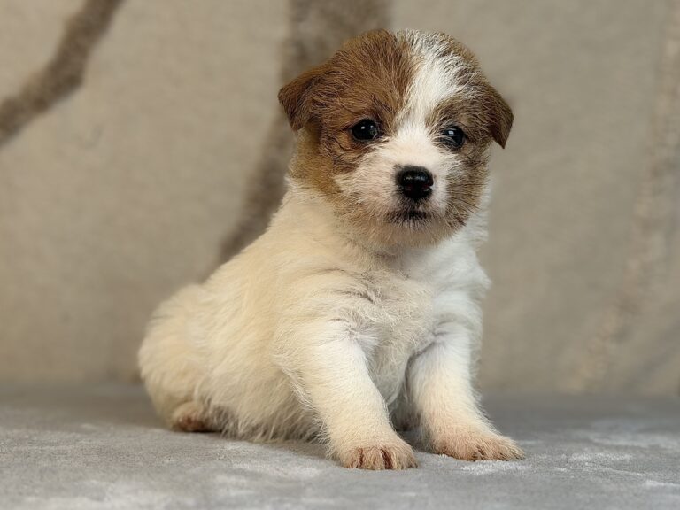 suczka Jack Russell terrier szorstkowłosa