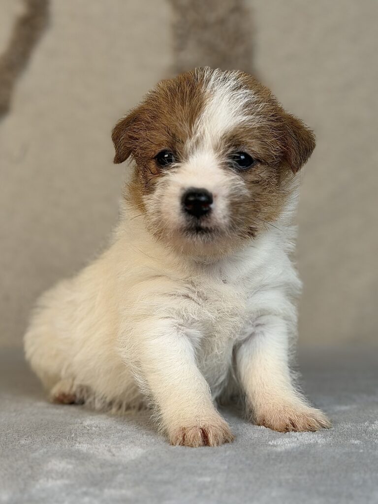 suczka Jack Russell terrier szorstkowłosa