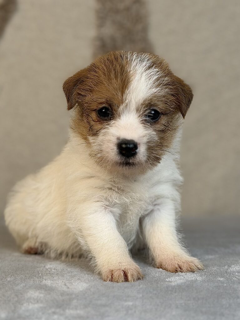 suczka Jack Russell terrier szorstkowłosa