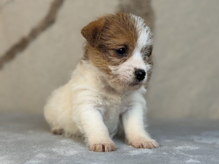 suczka Jack Russell terrier szorstkowłosa