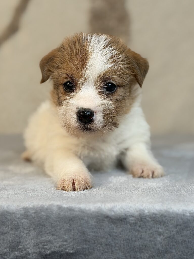 suczka Jack Russell terrier szorstkowłosa