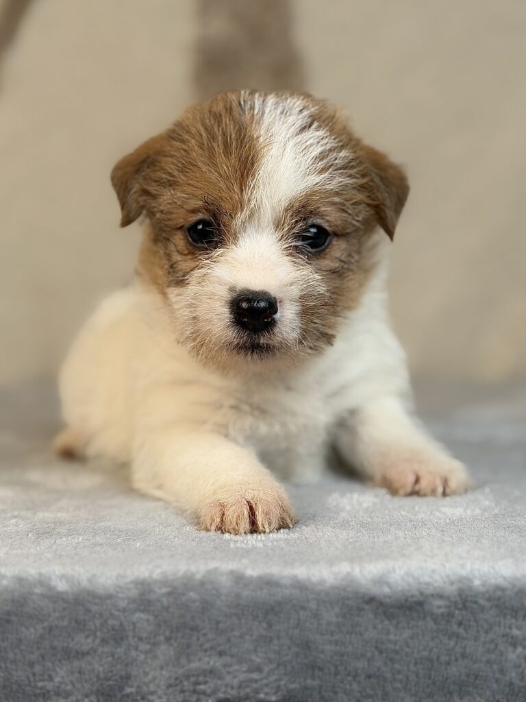 suczka Jack Russell terrier szorstkowłosa