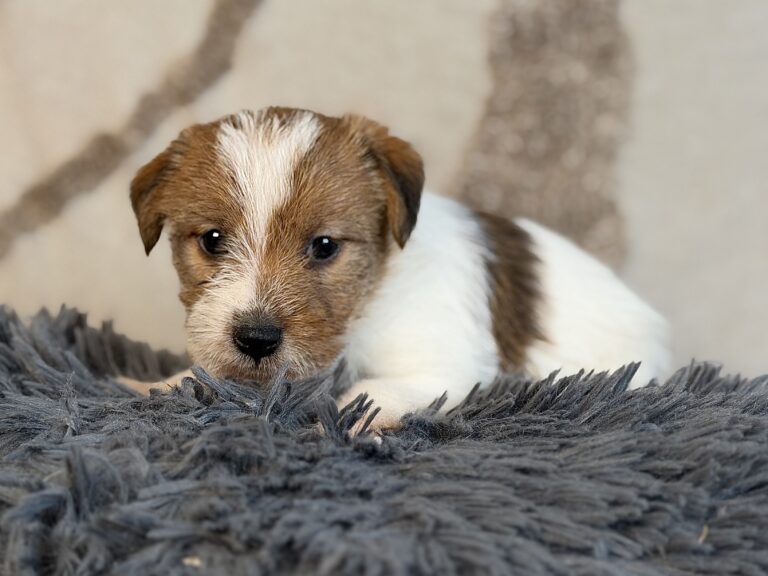 suczka Jack Russell terrier szorstkowłosa