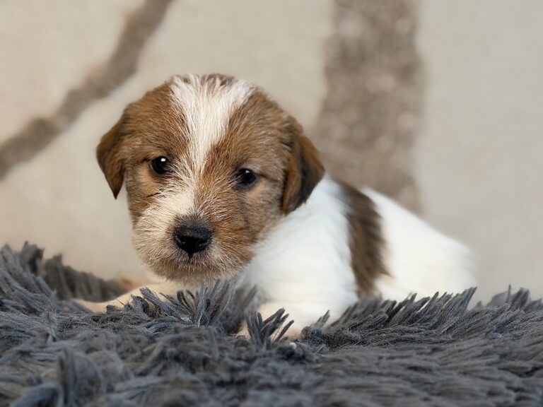 suczka Jack Russell terrier szorstkowłosa