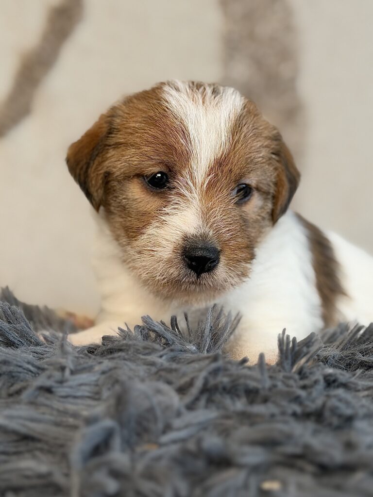 suczka Jack Russell terrier szorstkowłosa