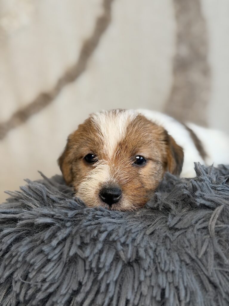 suczka Jack Russell terrier szorstkowłosa