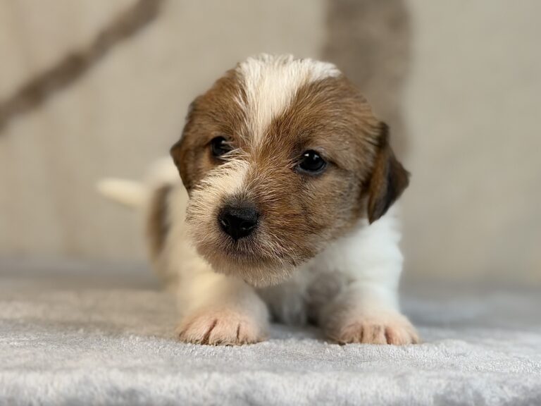 suczka Jack Russell terrier szorstkowłosa