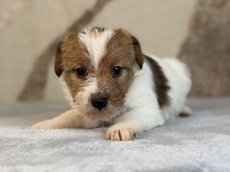 suczka Jack Russell terrier szorstkowłosa