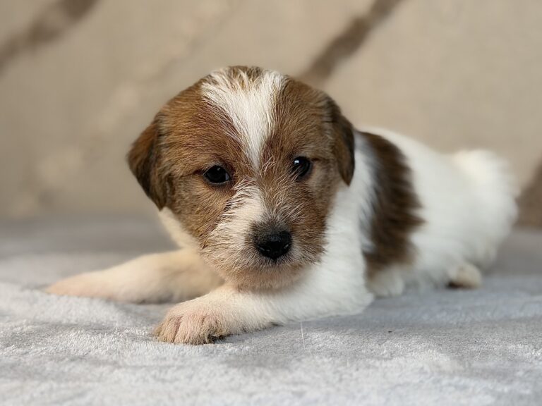 suczka Jack Russell terrier szorstkowłosa